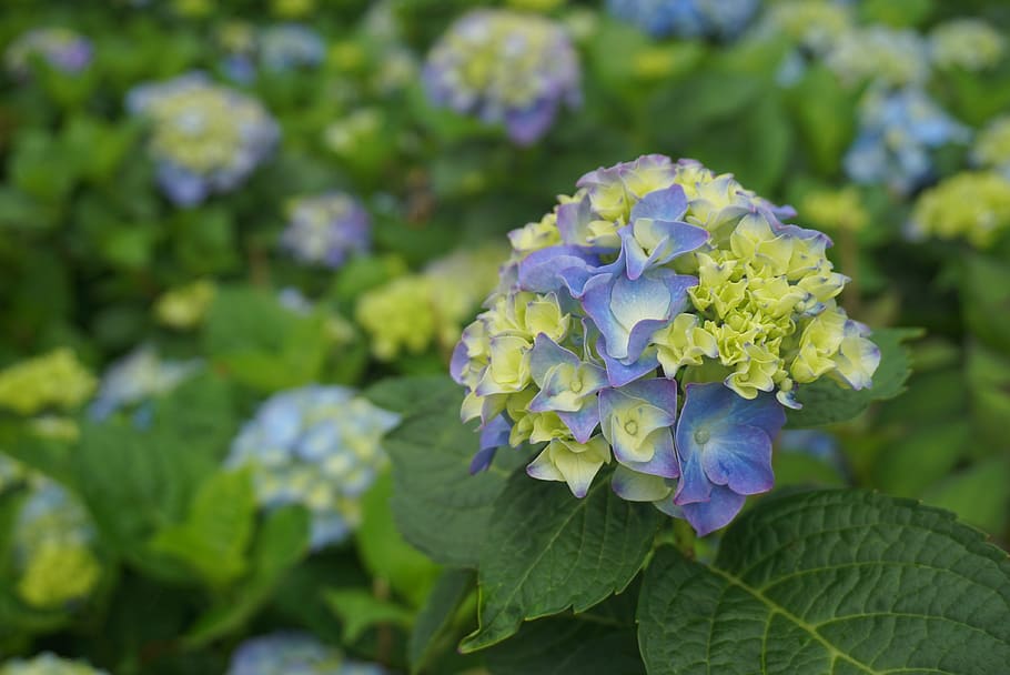 flower, hydrangea, flowers, in full bloom, garden, petal, natural HD wallpaper