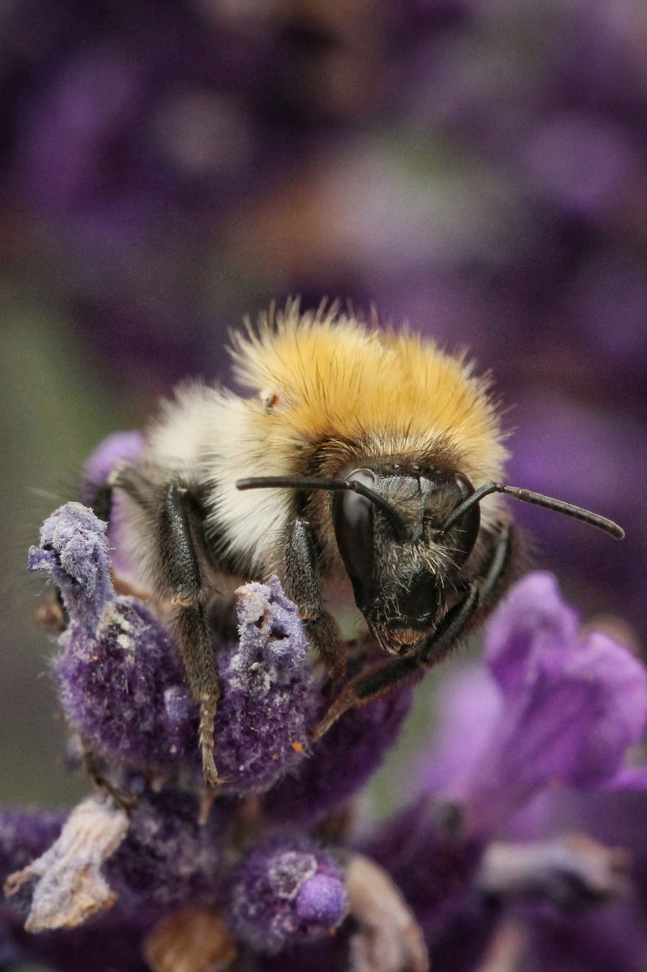 hummel, wild bee, insect, macro, wildlife, nature, animal, animal themes HD wallpaper