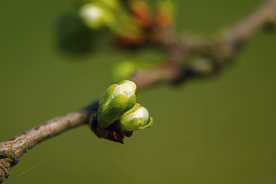 cherry, bud, flower, branch, tree, garden, spring, nature, plant HD wallpaper
