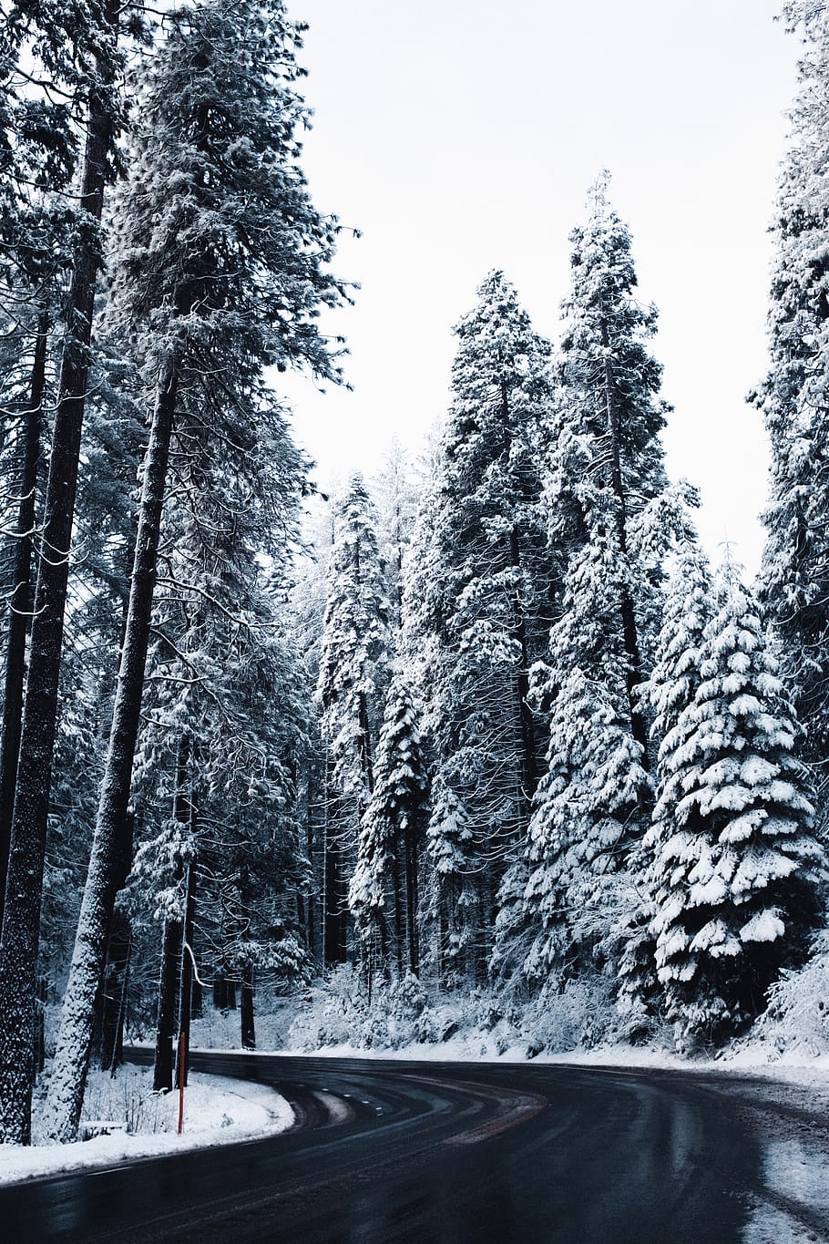 snow covered trees under white sky, plant, cold temperature, winter HD wallpaper