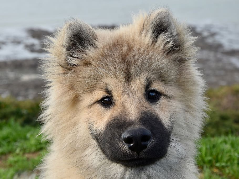 are bananas good for the eurasier