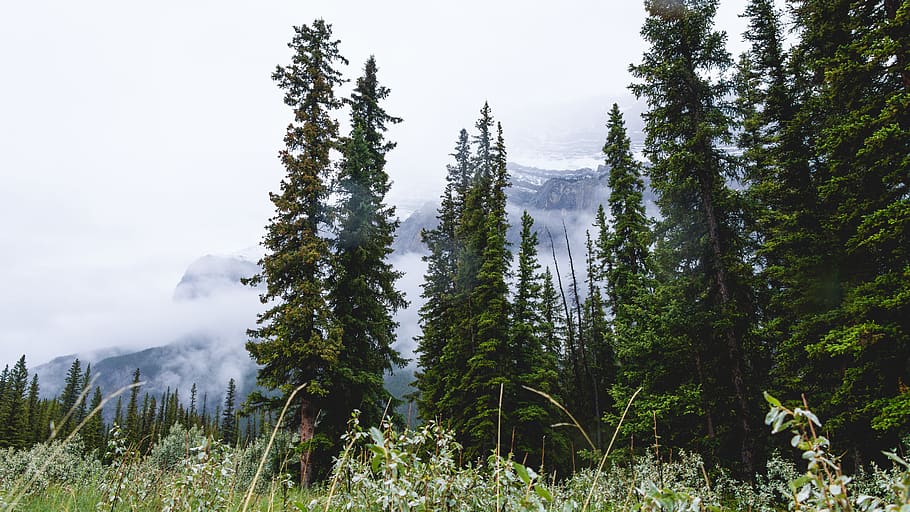 canada, alberta, rain, clouds, trees, nature, photo, forest HD wallpaper