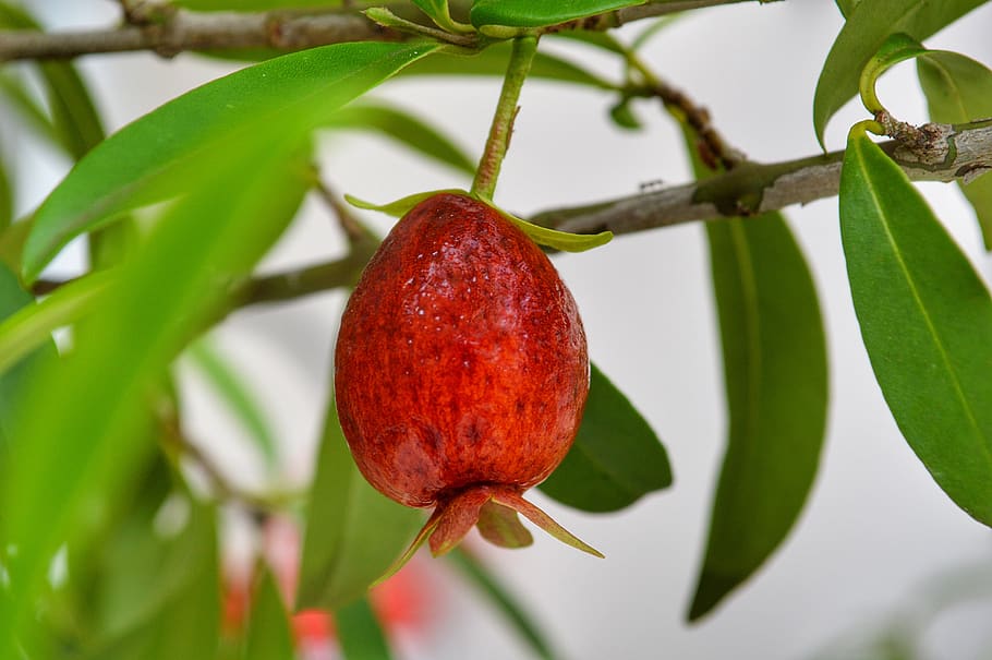 cherry, fruit, mature, red, healthy, food and drink, healthy eating HD wallpaper