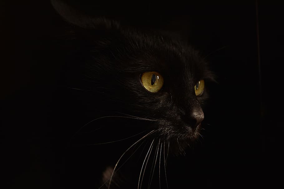 cat, black, kitten, animals, sweet, mustache, eyes, an interesting HD wallpaper