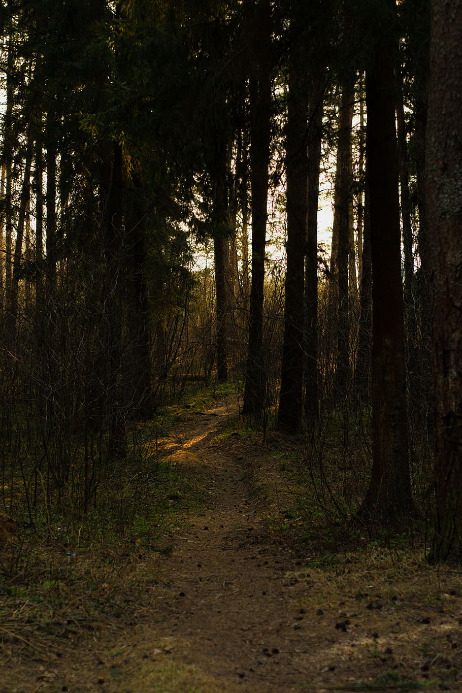 forest during daytime, tree, land, plant, tranquility, tree trunk HD wallpaper