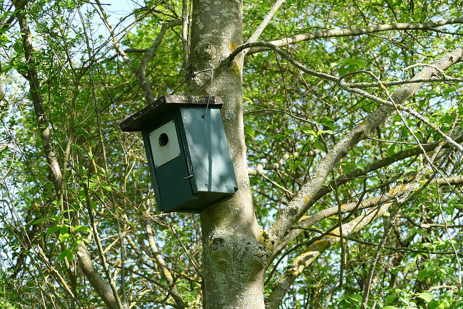 nesting box, aviary, bird feeder, tree, plant, nature, low angle view