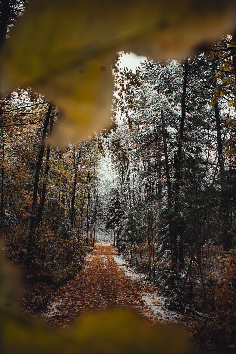 Forest, path, trees, woods, plant, nature, tranquility, no people HD wallpaper