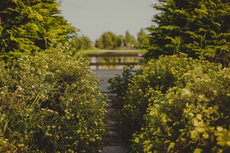 poland, swidwin, trees, road, flowers, yellow flower, bridge HD wallpaper