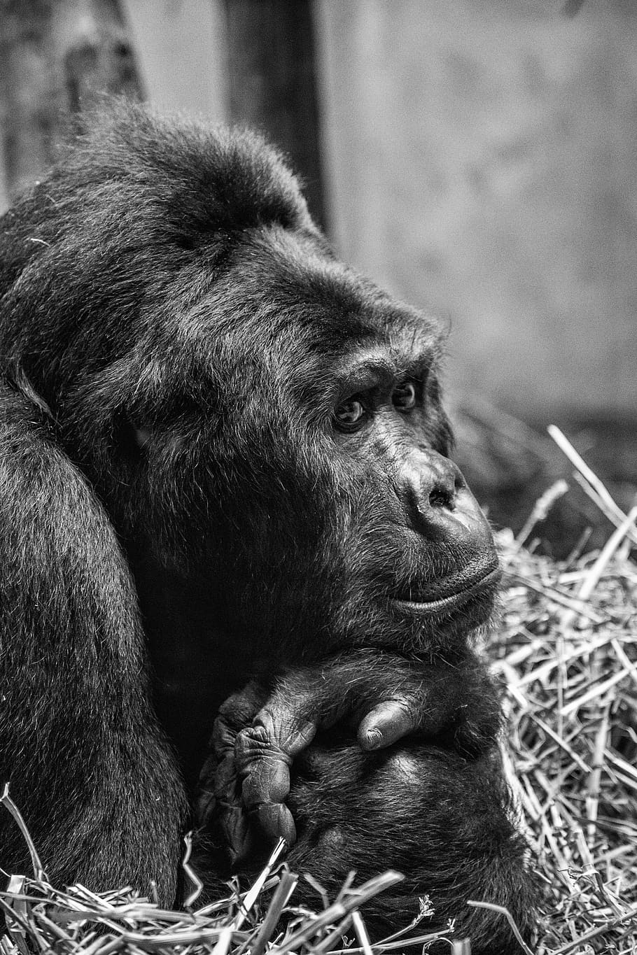 gorilla, humanoid, primate, hominid, animal, mammal, portrait HD wallpaper