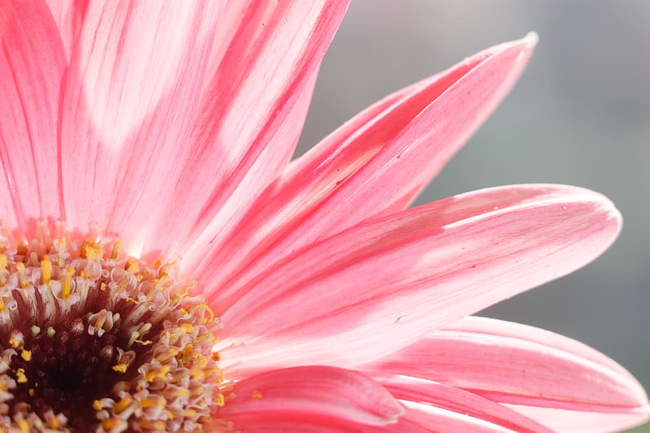 flower, flowering plant, freshness, fragility, beauty in nature HD wallpaper