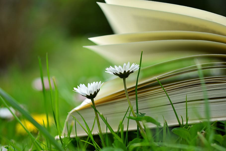 Shallow Focus Photography of White Flowers, blur, book pages HD wallpaper