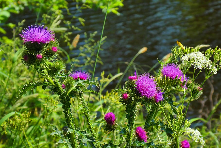 thistles, flowers, bloom, summer, vegetable, violet, flowering plant HD wallpaper