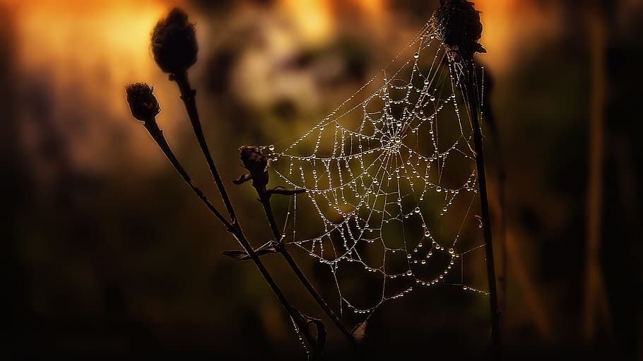 Selective Focus Photography of Spider Web, blur, close-up, cobweb HD wallpaper