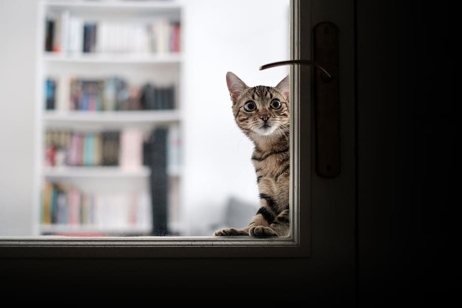 brown tabby cat, furniture, mammal, animal, shelf, pet, bookcase HD wallpaper