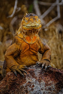 Yellow Iguana, animal, animal photography, color, exotic, head HD wallpaper