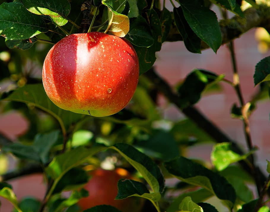 Red Apple on Tree in Tilt Shift Lens, apple tree, branch, close-up HD wallpaper
