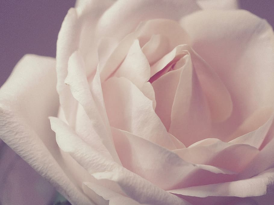 white, rose, close up, flower, fauna, flowering plant, rose - flower HD wallpaper