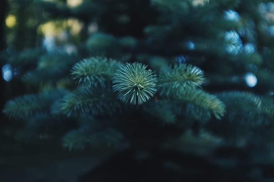 belarus, minsk, tree, plant, no people, beauty in nature, growth HD wallpaper