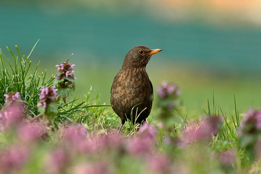 bird, nature, spring, merlo, animal, animal themes, one animal HD wallpaper