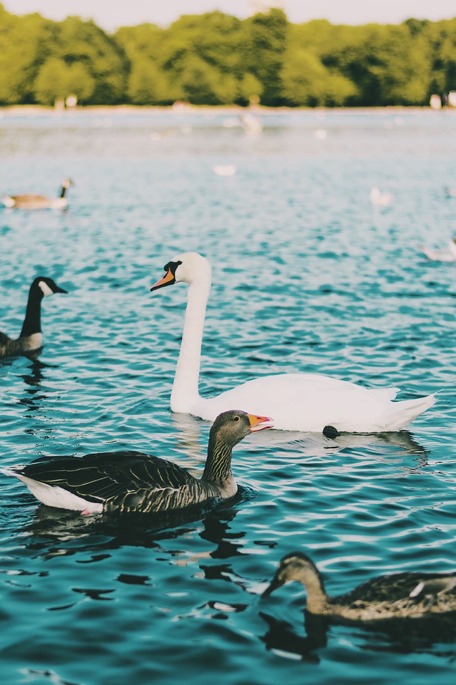 flock of swans, duck, waterfowl, animal, bird, goose, united kingdom, HD wallpaper