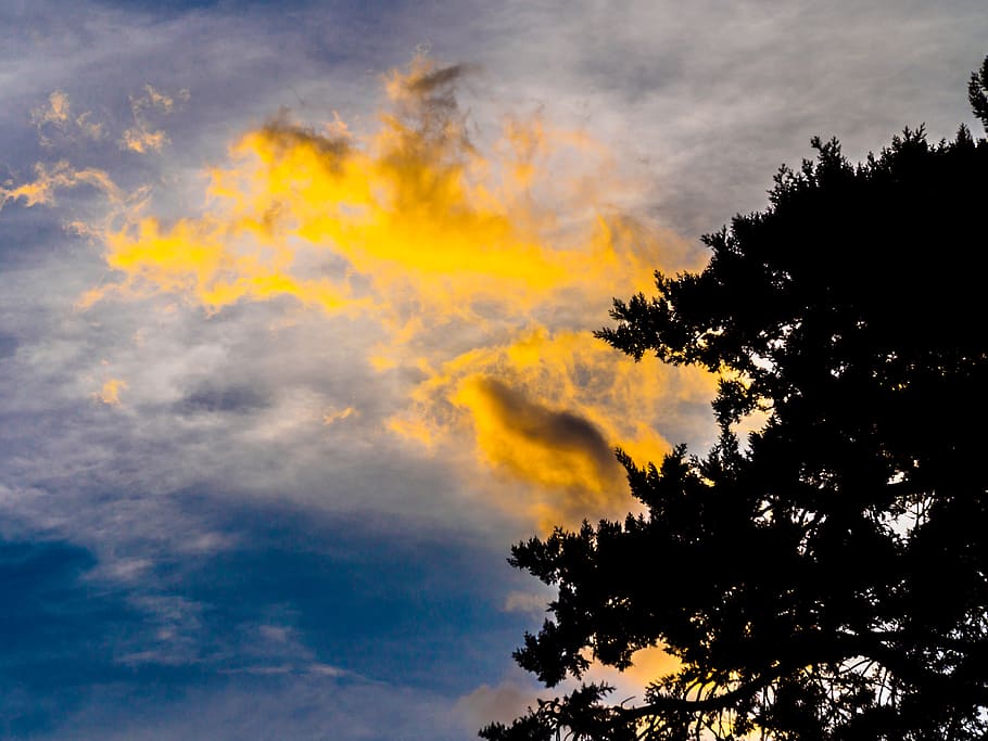 cloud, yellow, sky, tree, silhouette, cloud - sky, plant, beauty in nature HD wallpaper
