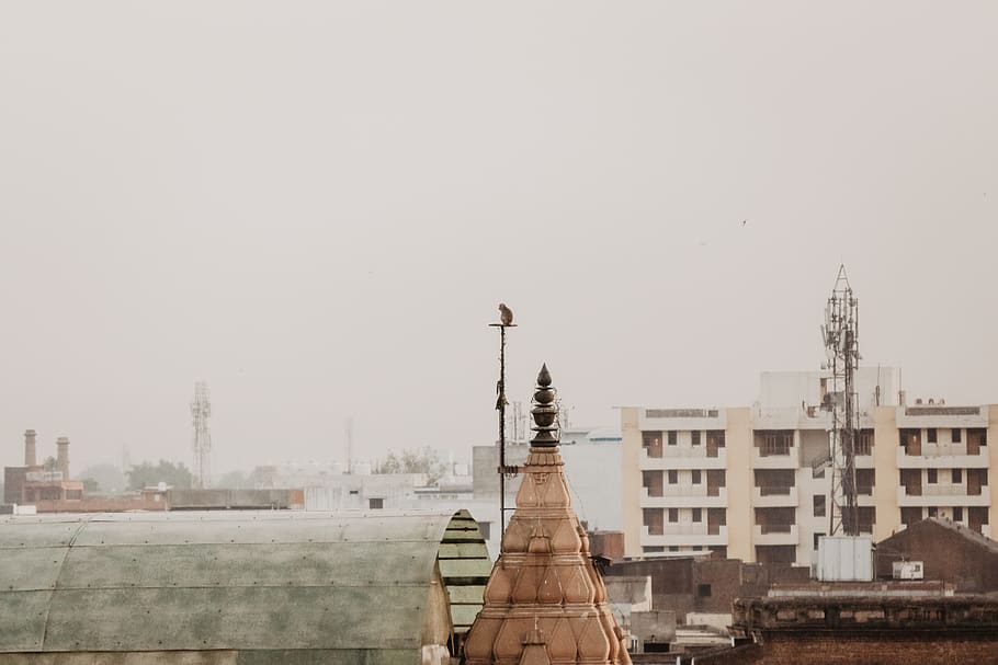 india, agra, monkey, buildings, travel, architecture, building exterior HD wallpaper