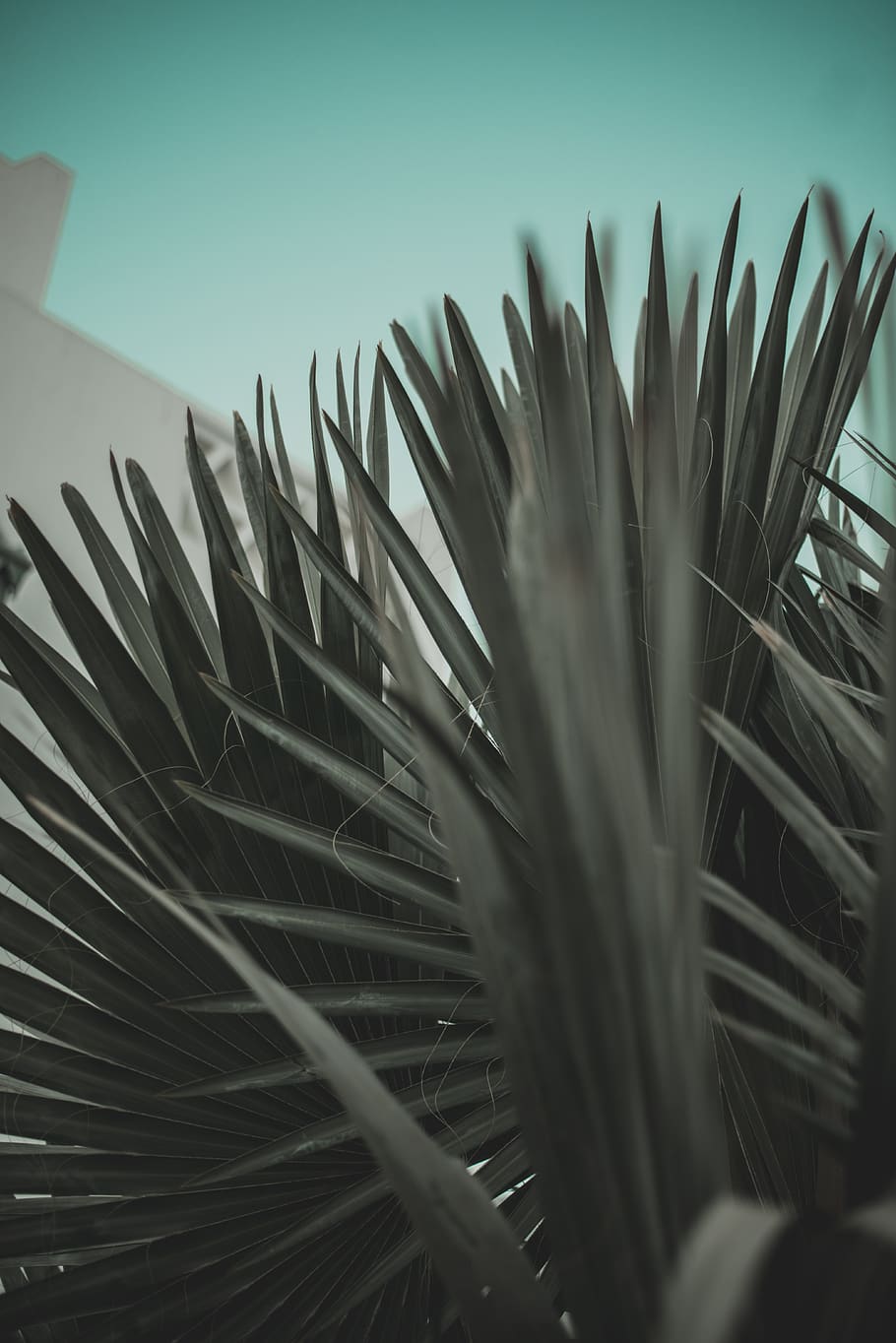 Green Leafed Plant, growth, close-up, beauty in nature, selective focus HD wallpaper