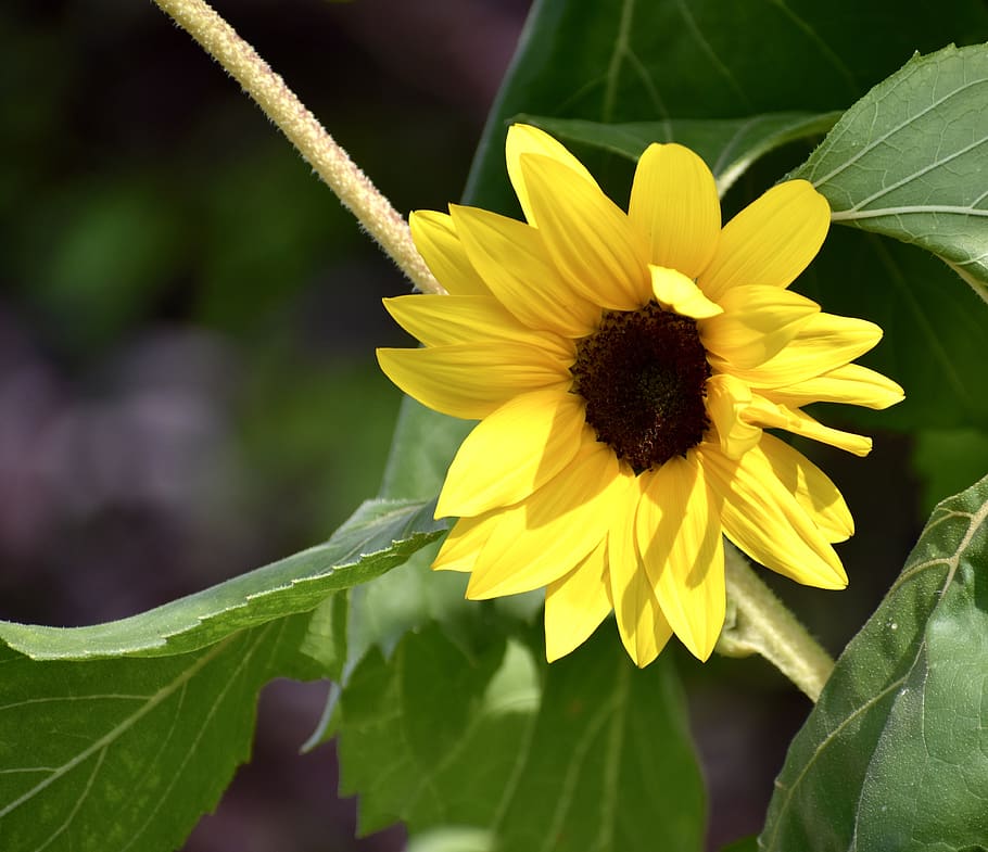 sunflower, yellow, bright, bloom, nature, blossom, summer, plant HD wallpaper