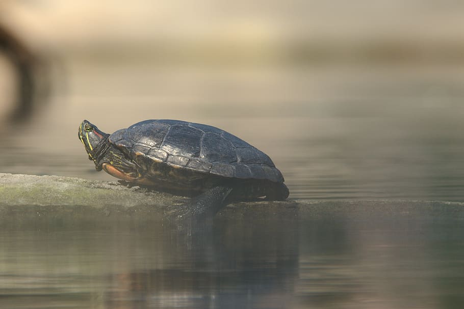 turtle, animals, one animal, reptile, animal themes, animal wildlife HD wallpaper