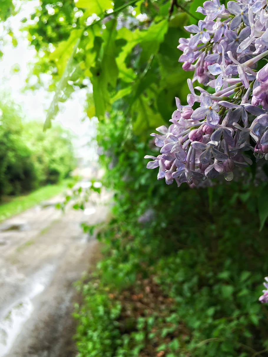 poland, bobrowice, flower, elderflower, trees, forest, water HD wallpaper