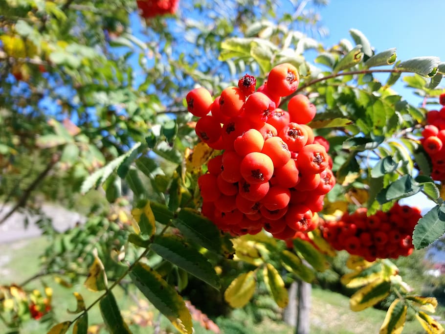 nature, autumn, berry, fruit, food, healthy eating, food and drink HD wallpaper