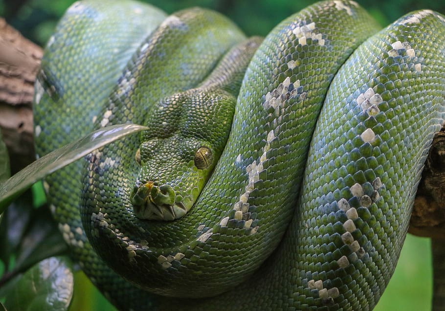 selective focus photography of green snake, animal, reptile, curled, HD wallpaper