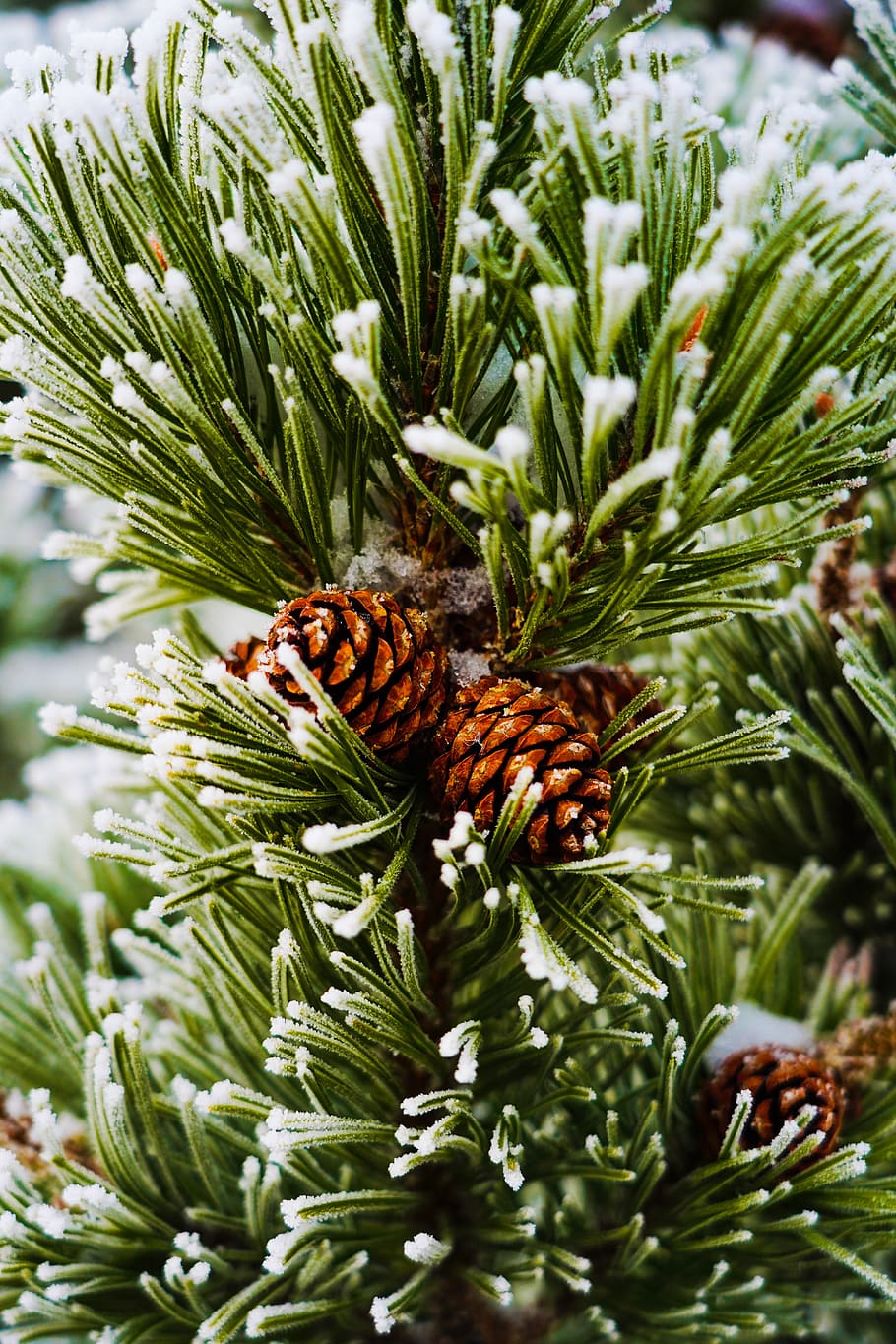 cone, trees, snow, green, sony, green color, pine tree, plant HD wallpaper