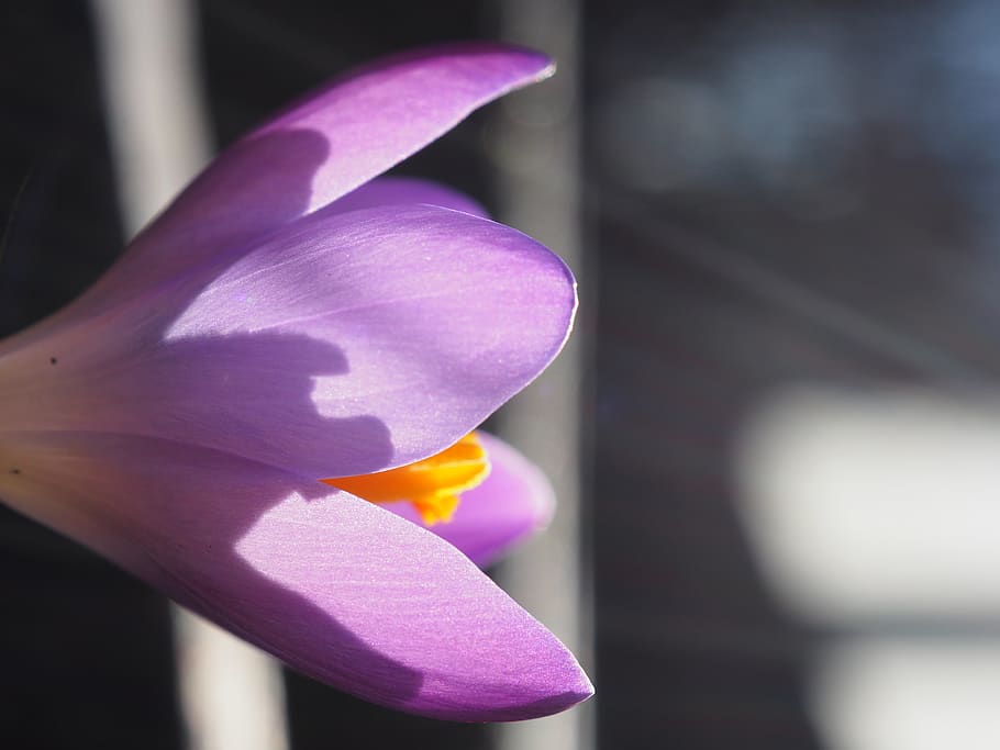 plant, flower, crocus, blossom, home decor, petal, spring, closeup HD wallpaper