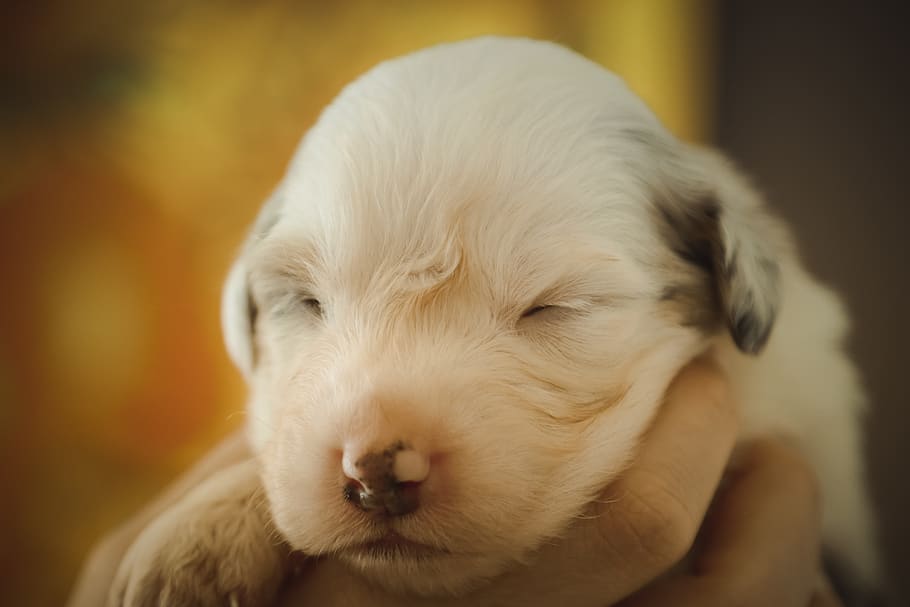 aussie, dog, baby, shepherd, australian, puppy, one animal HD wallpaper