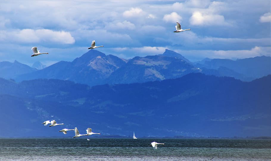 far view, in flight, swans, high, flying, tops, nature, animals HD wallpaper