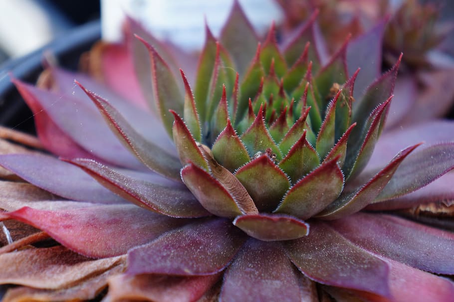nature, flora, cactus, flower, succulent, summer, growth, garden HD wallpaper