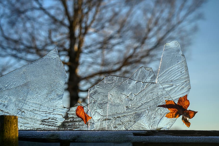 ice, leaf, frozen, tree, transparent, crystal, clear, winter HD wallpaper