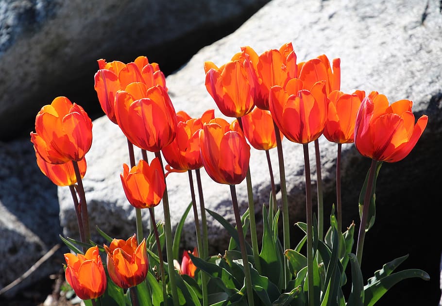 tulips, easter, orange, flowers, spring, red, petals, bright HD wallpaper