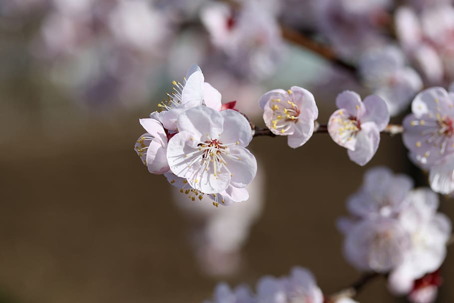 flowers, white, tree, casey, spring, nature, flowering plant HD wallpaper