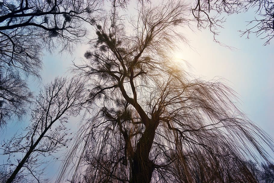 tree, weeping willow, winter, nature, wood, landscape, forest