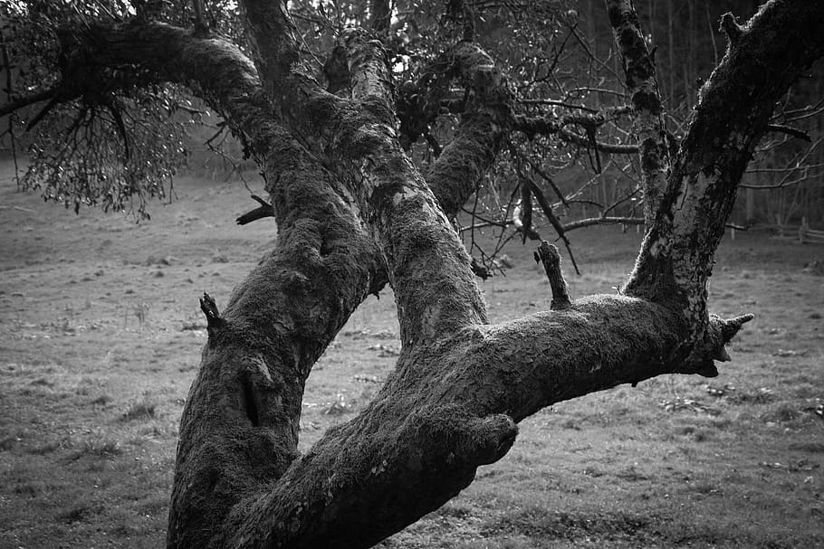 tree, black and white, nature, forest, fog, mystical, wood HD wallpaper