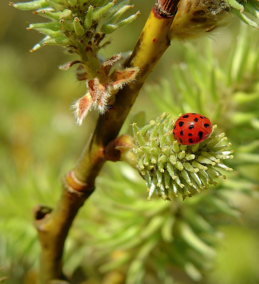 forest, tree, ladybug, nature, plant, close-up, invertebrate HD wallpaper