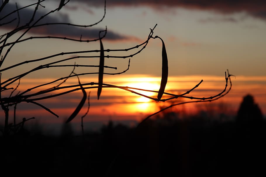 sunrise, sky, nature, sunset, landscape, horizon, morning, cloud HD wallpaper