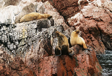 three brown sealions, sea lion, animal, mammal, sea life, bird HD wallpaper