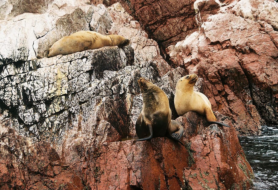 three brown sealions, sea lion, animal, mammal, sea life, bird HD wallpaper