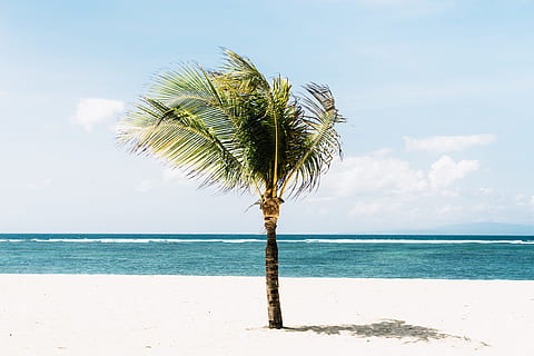 green tree on beachside, ocean, palm tree, minimal, summer, sand HD wallpaper