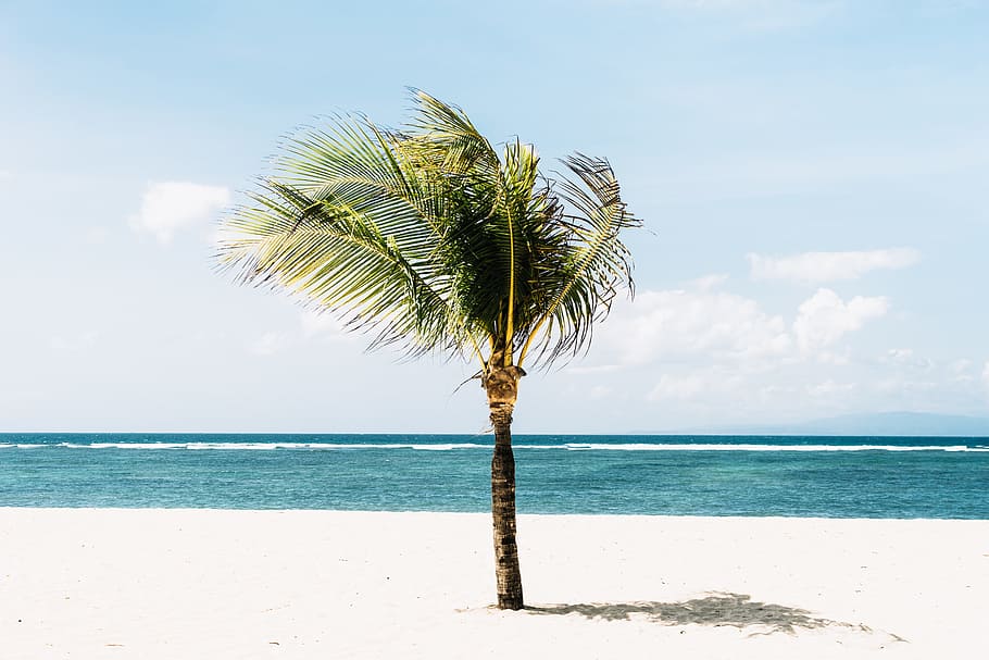 green tree on beachside, ocean, palm tree, minimal, summer, sand