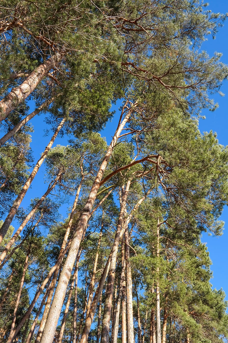 trees, pine, log, forest, conifer, nature, green, plant, low angle view HD wallpaper