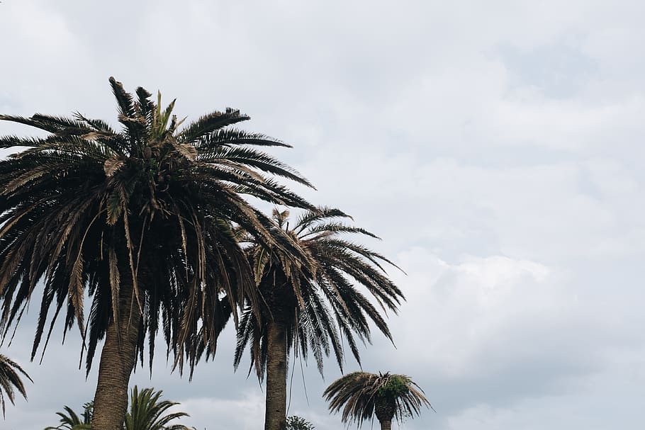 Two Green Leafed Oak Trees, clouds, coconut, daylight, exotic HD wallpaper